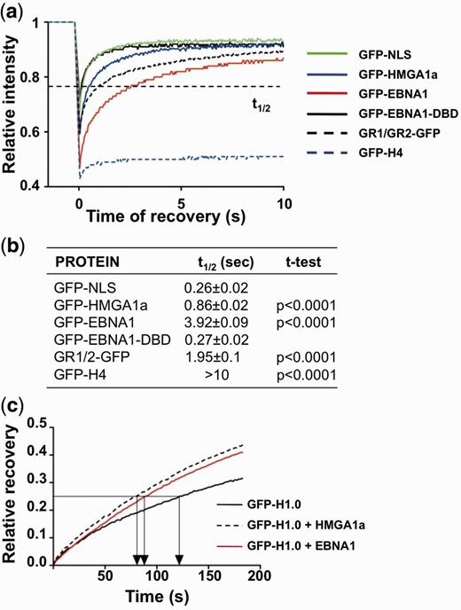 EBNA1 is highly mobile on interphase chromatin and displaces histone H1. ( a ) The GR1 and GR2 domains mediate a highly dynamic interaction of EBNA1 with cellular chromatin. FRAP recovery curves of GFP-tagged proteins in transfected U2OS cells. The fast recovery of the FRAP signal for GFP-NLS indicates that the protein does not bind to chromatin, whereas the failure to recover the signal of GFP-H4 confirms the tight association with DNA. The FRAP recovery curve of EBNA1 and GR1/GR2 containing constructs was comparable with that of HMGA1a. ( b ) Compilation of the time required of 50% recovery of fluorescence (t 1/2 ) in 20 cells. The curves were fitted with the Prism5 software and significance was calculated relative to GFP-NLS. ( c ) FRAP recovery curves of GFP-H1.0 in NIH2/4 cells co-transfected with GFP-H1.0 and either mCherry-LacR, mCherry-LacR-EBNA1 or mCherry-LacR-HMG1a. The faster recovery time of GFP-H1.0 in cells expressing mCherry-LacR-EBNA1 or mCherry-LacR-HMGA1a indicates that the proteins reduce the chromatin-binding of histone H1.