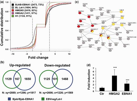 The transcriptional effect of EBNA1 is similar to that of HMGA proteins. ( a ) Empirical cumulative distribution function plots illustrating the distribution of genes differentially expressed in BJAB/BJAB-EBNA1 (black), BL EBVneg/Lat-I pairs (gray), HMGN5 (pink) or HMGA2 (red) transfected cells and histone H1 knockdown cells (green). The number of differentially regulated genes falling in the −3- to +3-fold interval (dotted lines) and the % relative to the total number of regulated genes are indicated. ( b ) Venn diagram depicting the overlap of genes whose expression is regulated in BJAB-EBNA1 and Lat-I cells compared with EBV negative BLs. A total of 268 genes, 167 upregulated and 101 downregulated, were commonly affected. ( c ) Protein–protein interaction networks of 66 genes concordantly regulated that are predicted by the STRING database to have one or more interacting partner with the highest confidence score (>0.9). The Panther and KEGG databases were used to identify signaling pathways in the network. Several components of the TGFβ (red circles) and JAK/STAT (yellow circles) signaling pathways were concordantly regulated. ( d ) Luciferase reporter assay of Twist promoter activity in HepG2 cells. The bars represent the mean ± SD of normalized luciferase activity from four independent experiments, each performed in triplicate.