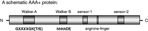 Schematic representation of conserved AAA+ ATPase motifs. A simplified AAA+ structure including the conserved Walker A, Walker B, sensor-1, arginine finger and sensor-2 is shown. Hydrophobic amino acids are abbreviated as h. The general AAA+ consensus sequence of the Walker A and Walker B motifs is shown.