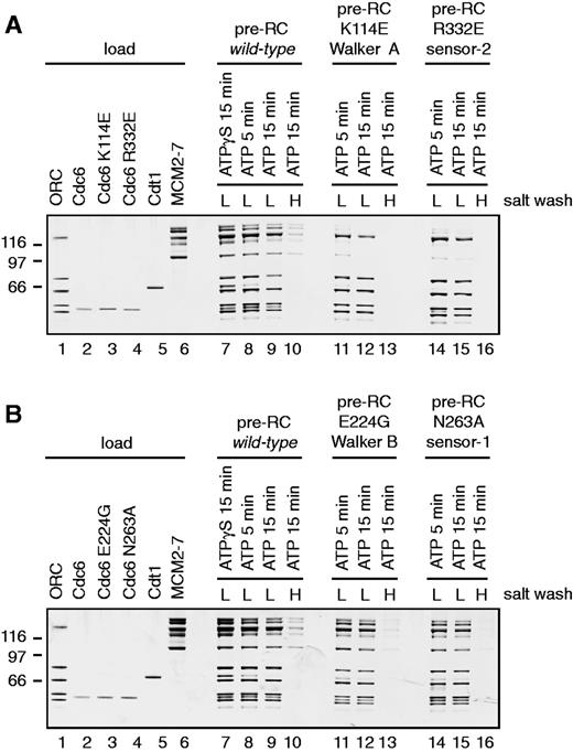 The influence of Cdc6 mutants on pre-RC formation. Pre-RC assembly was performed as described in the methods section. A 30% load of the pre-RC proteins is shown in lanes 1–6. The use of the mutants is indicated in the figures. The gel was silver stained to visualize the proteins; however, the smallest subunit of the Orc1–6 complex stains only weakly. ( A ) Cdc6, Cdc6 K114E (Walker A) and Cdc6 R332E (sensor-2) were used in pre-RC assays in the presence of ATP (lanes 8–16) or ATPγS (lane 7). Pre-RCs were washed with a low salt buffer (lanes 7–9, 11, 12, 14 and 15) or a high salt buffer (lanes 10, 13 and 16). ( B ) Cdc6, Cdc6 E224G (Walker B) and Cdc6 N263A (sensor-1) were used in pre-RC assays in the presence of ATP (lanes 8–16) or ATPγS (lane 7). Pre-RCs were washed with a low salt buffer (lanes 7–9, 11, 12, 14 and 15) or a high salt buffer (lanes 10, 13 and 16).