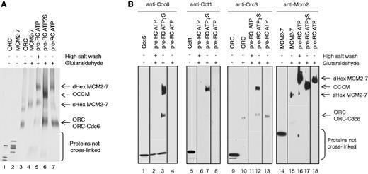 Pre-RC complexes crosslinked in solution. During pre-RC formation with ATPγS, an ORC–Cdc6–Cdt1–MCM2–7 complex is formed that is labelled OCCM. During pre-RC formation with ATP, an MCM2–7 double hexamer is formed that is labelled dHex MCM2–7. The single MCM2–7 hexamer is labelled sHex MCM2–7. A small amount of single hexameric MCM2–7 can be detected in the high salt-washed pre-RC ATP owing to destabilization of the complex. ( A ) Analysis of crosslinked pre-RC reactions using silver staining. Purified ORC and MCM2–7 (lanes 1 and 2), crosslinked purified ORC and MCM2–7 (lanes 3 and 4), crosslinked high salt-washed pre-RC ATP (lane 5), crosslinked pre-RC ATPγS (lane 6) and low salt-washed crosslinked pre-RC ATP (lane 7) are shown. ( B ) Purified Cdc6, Cdt1, ORC and MCM2–7 (lanes 1, 5, 9 and 14); purified crosslinked ORC and MCM2–7 (lanes 10 and 15); crosslinked pre-RC ATP (lanes 2, 4, 6, 8, 11, 13, 16 and 18); and crosslinked pre-RC ATPγS (lanes 3, 7, 12 and 17) were analysed by Cdc6, Cdt1, Orc3 and Mcm2 Western blot.