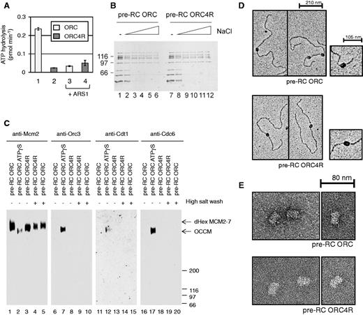 Analysis of the role of ORC4R in pre-RC formation. ( A ) ATPase activity of ORC and ORC4R in the absence (columns 1 and 2) and presence of DNA (columns 3 and 4). ( B ) The stability of pre-RCs formed in the presence of ORC (lanes 1–6) or ORC4R (lanes 7–12). Pre-RCs were formed in the presence of low salt buffer (lanes 1 and 7) or with buffer containing 100, 200, 300, 400, 500 mM sodium chloride, respectively (lanes 2–6 and 8–12). ( C ) Pre-RC complexes were crosslinked in solution. Pre-RC ATP (lanes 1, 5, 6, 10, 11, 15, 16 and 20), pre-RC ATPγS (lanes 2, 7, 12 and 17) and pre-RC with ORC4R (lanes 3, 4, 8, 9, 13, 14, 18 and 19). ( D ) Electron micrographs of metal-shadowed pre-RCs formed with ORC (upper picture) and ORC4R (lower picture). ( E ) Electron micrographs of uranyl acetate-stained pre-RC samples prepared with ORC (upper picture) and ORC4R (lower picture).