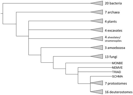 Phylogenetic distribution of genomes in PANTHER reference trees. Triangles at the end of branches represent clades with more than one genome, whereas other branch tips represent single genomes. MONBE (Monosiga brevicollis, choanoflagellate), NEMVE (Nematostella vectensis, sea anemone), TRIAD (Trichoplax adhaerens, placozoan) and SCHMA (Schistosoma mansoni, trematode).