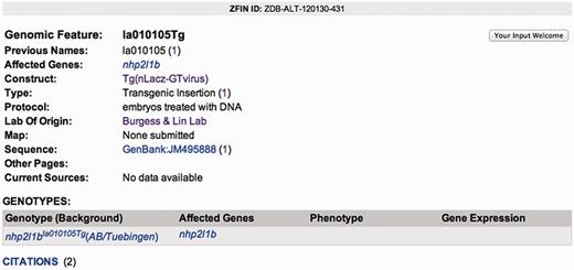 The Genomic Feature page provides detailed information about the genomic feature. This is an example of a viral insertion feature including affected gene, previous name, associated construct, type of mutation, protocol used, laboratory of origin, mapping information, associated GenBank accessions, current sources and genotypes.