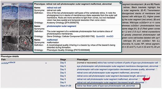 Example of a figure page at ZFIN with phenotype summary statements. Clicking the complete hyperlinked phenotype statement opens a Phenotype Statement summary page (not shown). Clicking the icon at the end of the statement (red arrow) opens a pop-up window with additional ontology term information as shown. Click on a hyperlinked term name from the pop-up to redirect to the term detail page for additional information and the ability to navigate the ontology. Represented are examples of a ‘normal or recovered’ phenotype statement, the use of a relational quality (boxed phenotype statement) and post-composition, which is displayed in the pop-up where the AO term retinal rod cell is post-composed with the GO cellular component term photoreceptor outer segment.