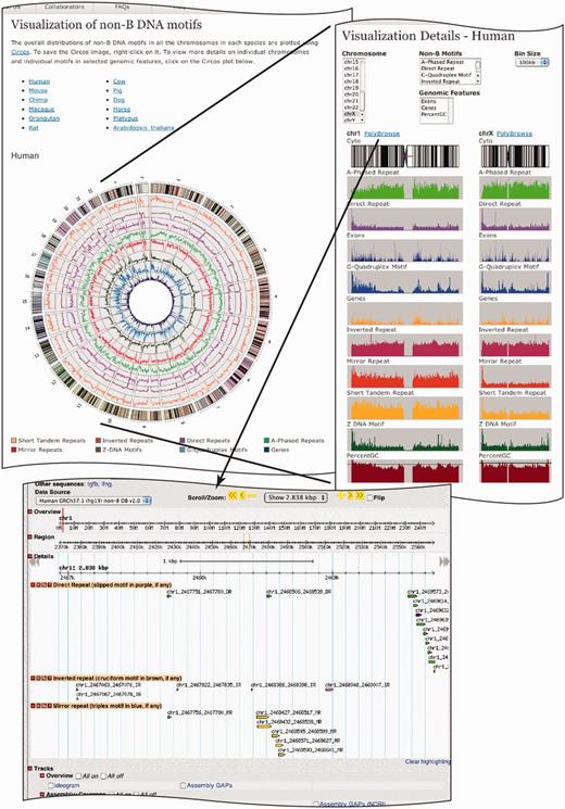 A screen shot of the visualization page in non-B DB. The top left panel displays clickable anchor text links to all the available genomes in non-B DB, whereas the bottom panel displays the Circos plot for the human genome. The motifs are color coded as shown in the panel. Clicking on the Circos plots takes the user to the chromosome-wide non-B DNA motif histograms on the top right panel. Users are able to choose the chromosome and non-B DNA motif of interest and compare with available genomic features such as exons, genes and percent GC content. The histograms are available in 100-, 500- and 1000-kb bin sizes. Chromosome 1 and chromosome X are compared side by side as an example. The bottom panel displays the PolyBrowse tracks showing subset motifs for a region of chromosome 1. In ‘direct repeats’ tracks, the main motifs are in green, whereas the subset slipped motifs are in purple. In ‘inverted repeats’ tracks, the main motifs are in pink, whereas the subset cruciform motifs are in brown (not shown). Similarly, in ‘mirror repeats’ tracks, the main motifs are in yellow, whereas the subset triplexes are in blue.