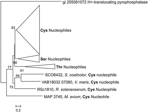 A rooted phylogenetic tree of heterocyclization domains from NRPS gene clusters shows that heterocyclization domains tree is based on function. ClusterMine360 provides a rapid and powerful tool for generating and analysing phylogenetic trees of PKS and NRPS domains.