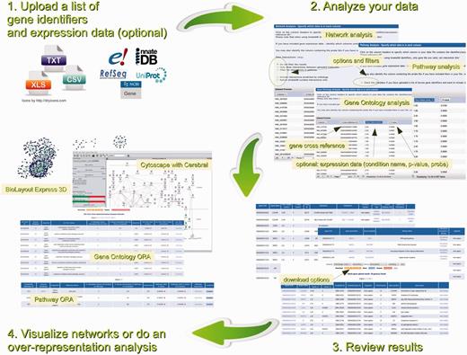 Data analysis workflow in InnateDB.