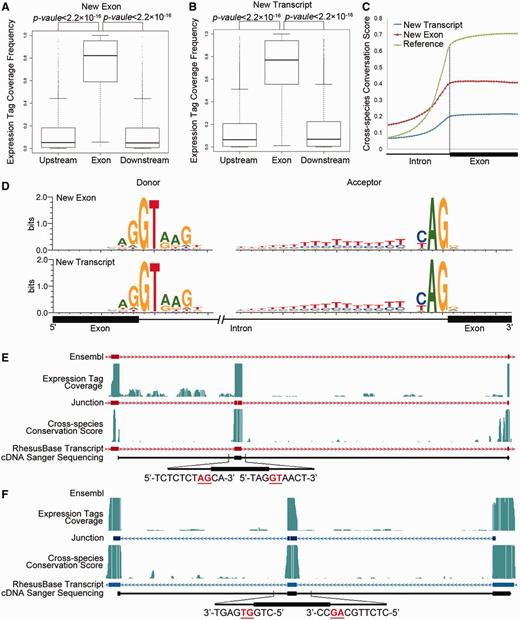 Evaluation of new exons and transcripts absent in Ensembl annotation. (A, B) Normalized mRNA-Seq expression tag coverage in exonic regions, upstream and downstream intronic regions, for revisions adding missed exons (A) or transcripts (B). (C) Intron–exon distributions of cross-species conservation score. Reference: exons in rhesus macaque supported by both gene models; New Exon: missed exons on the basis of Ensembl annotation; New Transcript: exons in new transcripts identified in this study. (D) Sequence motifs flanking the splicing junctions for new exons and transcripts. Distributions were calculated using 2 427 new exons (New Exons) and 24 295 exons in 8057 new transcripts (New transcripts). (E and F) Two examples are shown for the fine-scale structure of new exons missed by Ensembl (E) and new transcripts (F). Both the previous gene models (Ensembl) and the revised gene models (RhesusBase) are shown. RNA-Seq expression tag coverage, splicing junctions, cross-species conservation score, and sequenced cDNA fragments were aligned accordingly. Sequences surrounding the splicing junctions are also illustrated, in which GT-AG sites are highlighted in red.