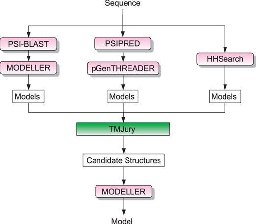 Flowchart of the BioSerf2 automated homology modelling protocol. Incoming query sequences are independently matched to PDB chains using PSIBLAST, pGenTHREADER and HH. The three sets of models produced are then compared by the TMJury process, which produces up to 10 candidate homologous structures. These structures and their alignments to the query sequence are used as input for MODELLER to produce a single final structure.