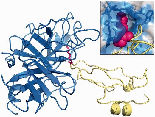 Structure of the complex formed by BPTI (yellow) and bovine BT (blue) (PDB: 2FTL). The lysine residue in position 15 of BPTI is depicted in magenta. The figure was made using PyMOL.