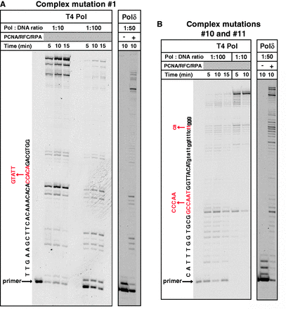 Sites of Pol ζ/Rev1-dependent complex mutations coincide with sites of replicative polymerase stalling. DNA synthesis by T4 Pol and yeast Pol δ on singly primed single-stranded M13-CAN1 template was as described in Materials and Methods. Primers A and D (Supplementary Supplementary Data reactions shown in panels (A) and (B), respectively. The sequence of the nascent DNA strand is given to the left of the gel images. The complex mutations observed in the pol3-Y708A strain (22) are shown in red, with numbers indicating nucleotide positions of base substitutions.