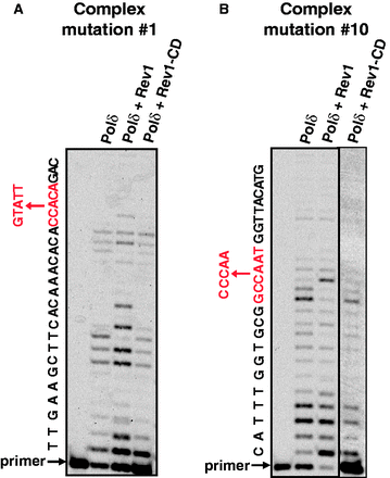 The catalytic activity of Rev1 alleviates replicative polymerase stalling at sites of complex mutations. DNA synthesis by Pol δ in the presence or absence of Rev1 or Rev1-CD through the sites of complex mutations #1 (A) and #10 (B) was as described in ‘Materials and Methods’ section. All reactions contained PCNA, RFC and RPA. The complex mutation sequences are shown in red to the left of the gel images. The reaction with Pol δ and Rev1-CD shown in the last lane in panel (B) was done in a separate experiment containing 5-fold higher concentrations of PCNA and RFC (0.08 and 0.012 μM, respectively). This was necessary to overcome a strong inhibitory effect of Rev1-CD on Pol δ-dependent synthesis with this substrate, which was presumably owing to efficient binding of Rev1-CD to the primer/template with a G in the first templating position.