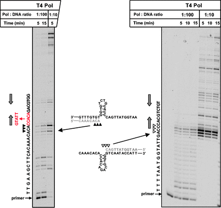 Stalling occurs at both sides of the hairpins that reside at the sites of Pol ζ/Rev1-dependent complex mutations. The hairpin structures predicted to form at the site of complex mutation # 1 in the coding and noncoding strands of CAN1 are depicted in the middle. The gel images show progression of DNA synthesis by T4 Pol through this region from the left (see also Figure 2A for more detailed analysis of synthesis in this direction) and from the right as indicated by arrows. Primers A and B (Supplementary Figure S2) were used in the reactions shown in the left and right images, respectively. The sequence of the nascent DNA strand is shown on the left of the gel images. The triangles indicate sites of the polymerase stalling. The sequence of complex mutation # 1 is shown in red. Gray arrows show the locations of the inverted repeats that form the hairpin stem.