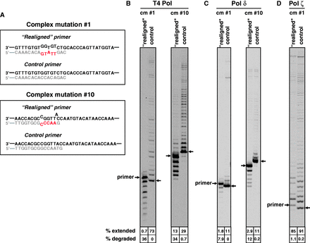 Pol ζ extends primers with multiple mismatches that are potentially generated during the formation of complex mutations. (A) Structure of primer-template junctions in the M13-CAN1 substrates used in the experiments in panels (B–D). (B–D) Extension of the ‘realigned’ and the control primers by T4 Pol, yeast Pol δ and Pol ζ was as described in Materials and Methods.