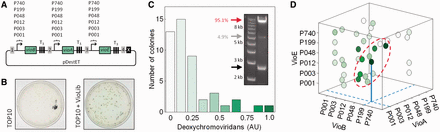 Optimization of deoxychromoviridans production. (A) UNS-guided assembly strategy for a promoter library of vioB, vioA and vioE. Each part vector contained a vio gene, a [TB1006]2-TT7 terminator (T3 in figure) and one of 6 BioFAB promoters. (B) TOP10 E. coli and TOP10 E. coli transformed with the assembled library, grown for 36 h on LB-agar plates. (C) Distribution of deoxychromoviridans yields from liquid cultures of individual clones. Yields were measured by extracting deoxychromoviridans from each culture and measuring its absorbance (see ‘Materials and Methods’), normalized to the highest absorbance obtained. Inset: restriction digest of 60 pooled library clones. Arrows indicate the backbone (bottom arrow), expected insert size (top arrow) and a minor, incorrect insert (middle arrow). 95.2% of inserts are the correct size by densitometry (∼57/60 clones correct). (D) Plot of individual clones’ deoxychromoviridans production as a function of their promoter strengths. The color of each dot indicates its level of production. The dashed oval highlights a cluster of strains with high production. The highest production strain has medium-to-strong vioB and vioE expression (P199 and P048, respectively) but weak vioA expression (P001). The intersect of the dashed lines indicates this point’s projection onto the vioA–vioB plane, and the solid line connects the point to its projection.