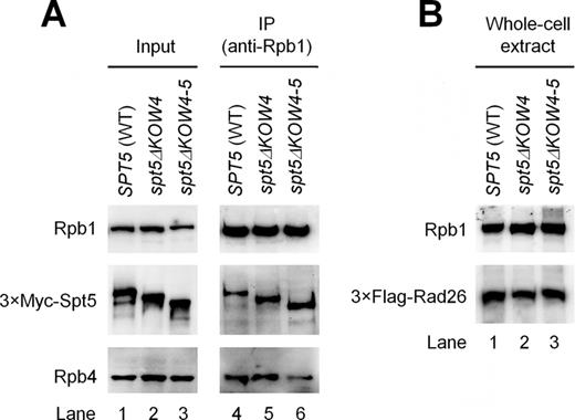 Effects of Spt5 KOW4 and KOW4-5 deletions on the association of Rpb4 with core RNAP II and the cellular levels of Rad26. (A) Deletion of Spt5 KOW4-5, but not KOW4, reduced co-immunoprecipitation of Rpb4 with core RNAP II. Western blots show the levels of Rpb1, Rpb4 and 3×Myc-tagged Spt5 in chromatin fractions of whole cell extracts (input) and in samples immunoprecipitated (IP) by using the anti-Rpb1 antibody 8WG16. (B) Deletion of Spt5 KOW4 or KOW4-5 did not significantly affect the cellular levels of Rad26. Rpb1, Rpb4, 3×Myc-tagged Spt5 and 3×Flag-tagged Rad26 were detected with 8WG16, 2Y14, anti-Myc and anti-Flag antibodies, respectively, on the blots. The western blots shown are representatives from three experiments.