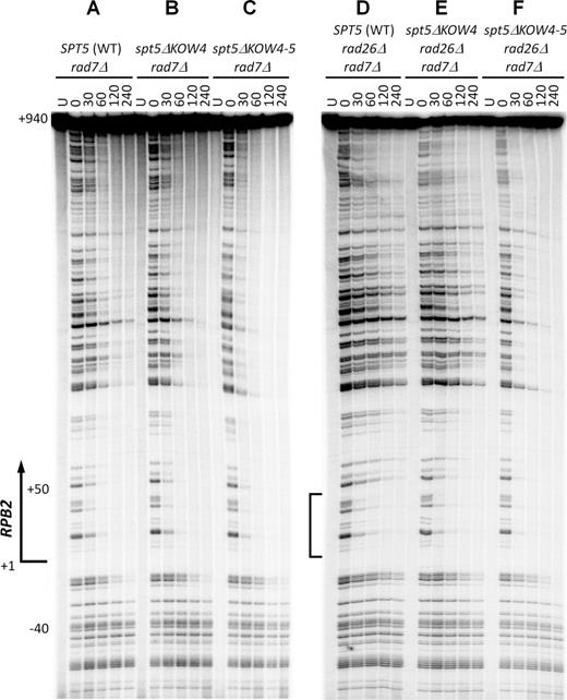 Deletion of Spt5 KOW4-5 derepresses TCR. (A–C) Sequencing gel showing TCR of CPDs in rad7Δ cells expressing wild type (WT), KOW4 deleted (spt5ΔKOW4) and KOW4-5 deleted (spt5ΔKOW4-5) Spt5. Unirradiated (U) and irradiated samples after different times (in minutes) of repair incubation are indicated at the top of the gel lanes. Nucleotide positions shown on the left are relative to the TSS. (D–F) Sequencing gel showing TCR of CPDs in rad7Δ rad26Δ cells expressing wild type, KOW4 deleted and KOW4-5 deleted Spt5. Bracket on the left of panel (D) indicates the region immediately downstream of the TSS where TCR is not significantly repressed even in the absence of Rad26.