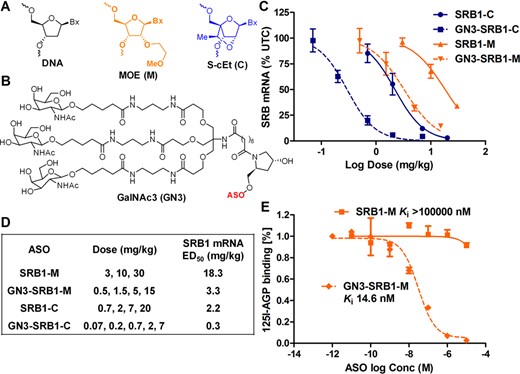(A) Structures of ASO chemical modifications and (B) triantennary N-acetyl galactosamine cluster (GN3). GalNAc conjugation enhances potency of 5-10-5 MOE (scavenger receptor B1-M, SRB1-M) and 2-10-2 cEt (SRB1-C) ASOs targeting SRB1 mRNA in mouse liver. (C) Dose–response curves for reducing mSRB1 mRNA in liver. Mice (C57BL/6, n = 4/group) were injected subcutaneously with a single dose of ASO (M = MOE, C = cEt) at the indicated doses and sacrificed after 72 h. Liver tissue was homogenized and analyzed for reduction in mSRB1 mRNA and normalized to saline-treated animals. (D) ED50 (mg/kg) for reducing SRB1 mRNA in mouse liver. (E) GN3-SRB1-M (Ki 14.6 nM) inhibits the binding of 125I-de-AGP to ASGPR in a competition binding assay. All data are expressed as mean ± SD.