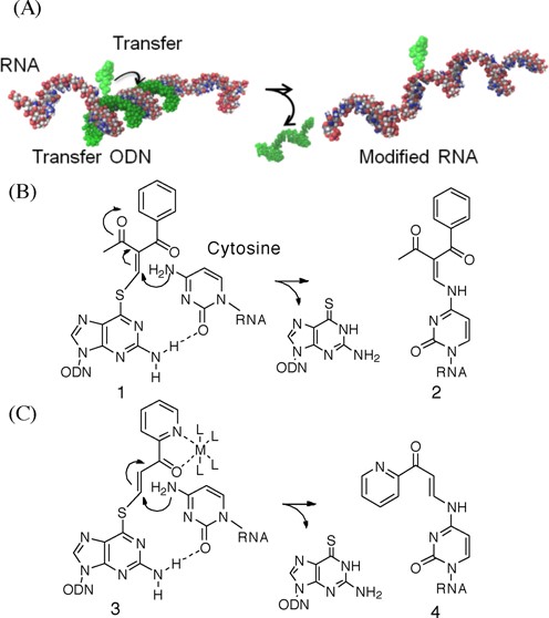 (A) Conceptual illustration of the inter-strand functionality transfer from the ODN probe to the RNA substrate within the hybridized complex. (B) The 4-NH2 group of cytidine in RNA participates in a Michael addition to the vinyl group of the 2-vinylidene-1,3-diketo moiety, and the following elimination of 6-thio-dG accomplishes an S to N functionality transfer. (C) Design of the pyridinyl vinyl keto group as a new transfer group in anticipation of activation through the formation of a metal chelation complex.