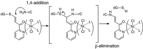1,4-Michael addition and following β-elimination leading to S-to-N transfer reaction.