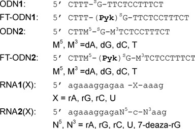 Sequences of ODNs and RNAs used in this study.