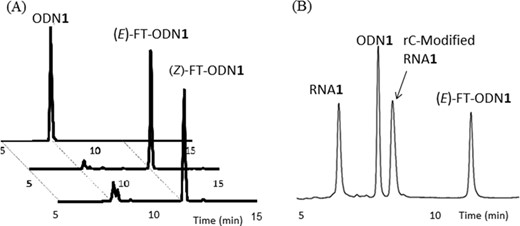 (A) Preparation of (E)- and (Z)-FT-ODN1. (B) High pressure (or high performance) liquid chromatography (HPLC) trace of the reaction indicating 55% transfer yield of rC-modified RNA1.