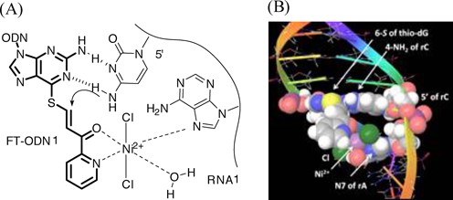 (A) A hypothetical complex of Ni2+ with the pyridinylketo unit and N7 of an adenine residue at the 5′ side. (B) Molecular modeling of the complex in the ODN1/RNA1 duplex.