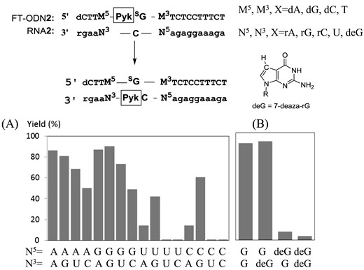 (A) Effect of flanking base pairs on the transfer yield. M5 and M3 of FT-ODN2 are complementary bases corresponding to N3 and N5 of RNA2, respectively. (B) 7-Deaza-rG (deG) was present in RNA2. The reaction conditions are the same as described in the footnote to Figure 3 except that the yield was measured after 60 min.
