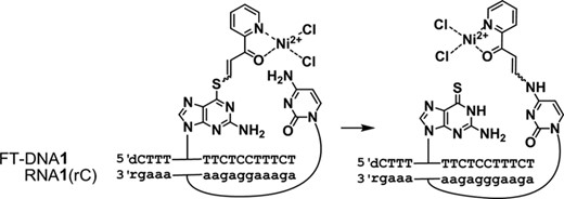 The functionality transfer reaction from FT-ODN1 to RNA1 (rC).