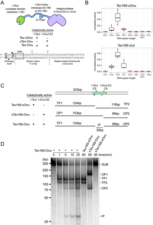 MegaTev activity in vitro and in yeast. (A) (top) Schematic for the modular MegaTev fusions, consisting of the I-TevI nuclease domain and various linker lengths fused to a meganuclease. Catalytically inactive R27A I-TevI and E22Q I-OnuI E2 are denoted by xTev and xOnu, respectively. (Bottom) The modular composition of the target site consisting of the 5′-CNNNG-3′ (CAACG) cleavage motif and variable length spacer region (11–21 bp) from the native I-TevI thymidylate synthase (td) gene located upstream of the meganuclease binding site. The arrows highlight the top and bottom I-TevI cleavage sites. Highlighted in the box is the DdeI site adjacent to the I-TevI cleavage site used to identify mutagenic events in HEK 293T cells. (B) Boxplot of the activity for Tev169-xOnu (top) and Tev169-xLtr (bottom) on various DNA spacer lengths in the yeast recombination assay. TO15CS(−), AAACA cleavage motif in the TO15 target site; TL15CS(−), AAACA cleavage motif in the TL15 target site; xLtr, a catalytically inactive E29Q I-LtrI. Activity was normalized to the homodimeric FokI-Zif268 fusion and data are plotted with SD for n = 3. (C) Schematic of substrate and cleavage products containing the TO15 target site indicated by a shaded rectangle. The black and grey arrows indicate the top and bottom cleavage sites (CS) for I-TevI and I-OnuI E2, respectively. Black dashed lines indicate I-TevI cleavage products (TP1 and TP2), I-OnuI E2 cleavage products (OP1 and OP2), and the internal product (IP) from both I-TevI and I-OnuI cleavages. Sizes of the substrate and products are indicated in base pairs (bp). (D) Polyacrylamide gel of internally labeled TO15 PCR substrate (SUB) incubated with (+) or without (−) purified dual active Tev169-Onu and single active site variants. The MegaTevs were incubated with substrate for the indicated times, and cleavage products are indicated on the right side of the gel based on their predicted sizes from panel (C). The sizing standard (in bp) was cropped from the gel image.