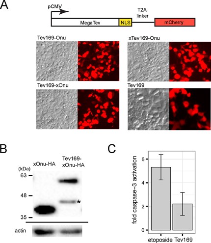 MegaTev expression and integrity in HEK 293 cells. (A) Schematic of the expression construct, with the MegaTev ORF linked to mCherry through a T2A peptide. The cytomegalovirus (CMV) promoter was used to express the constructs. NLS, nuclear localization sequence. Representative contrast and fluorescence images for cells transfected with the indicated MegaTev fusions are shown below. (B) Western blot of HEK 293 whole cell extracts isolated 16 h post-transfection with C-terminally HA-tagged versions of I-OnuI E22Q or Tev169-xOnu. Size standards are indicated on the left of the gel image. The blot was stripped and reprobed with an actin antibody (shown below). The asterisk indicates a smaller fragment that is presumed to be a proteolytic fragment of Tev169-xOnu. (C) Caspase-3-fold activation in HEK 293 cell extracts treated with etoposide or from extracts of HEK 293 cells overexpressing the Tev169 nuclease domain fragment. Data are plotted as the average of three biological replicates normalized to caspase-3 activity in HEK 293 cells transfected with an eGFP expression plasmid. Error bars represent the standard deviation of the mean.