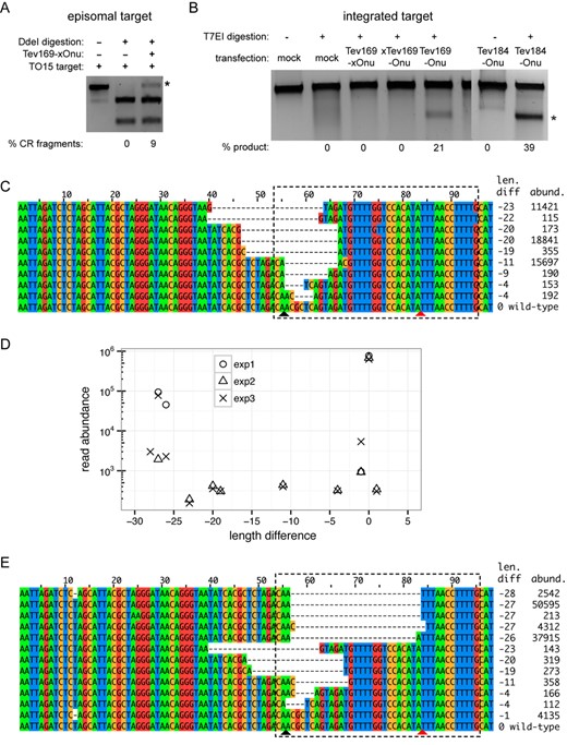 MegaTev activity in HEK 293 cells. (A) DdeI digestion of PCR products amplified from episomal substrates to identify mutagenic events in HEK 293T cells. Shown is a representative agarose gel for DdeI-digested-PCR-amplified target sites from plasmids isolated 48 h post-transfection. The DdeI cleavage-resistant product is indicated by the asterisk, with percent product indicated below each lane. (B) T7 endonuclease I (T7EI) assays on integrated TO15 target sites. Shown are representative digests of TO15 target site PCR products from HEK 293 cells transfected with the indicated MegaTevs. The extent of T7EI digestion is indicated below each lane. An asterisk indicates the T7EI cleavage products. (C) Representative reads from Illumina sequencing of TO15 target sites amplified from HEK 293 cells transfected with the Tev169-xOnu fusion. The length difference of each read relative to the wild-type TO15 sequence (98 nts) is indicated on the right, as is the abundance of each read in the sequencing data. The MegaTev binding sites are indicated by a dashed box, and the bottom-strand nicking sites of I-TevI and I-OnuI are indicated by black and red triangles, respectively. (D) Plot of length difference versus read abundance for Illumina sequencing data of the TO15 target site amplified from three independent transfections of the dual active Tev169-Onu MegaTev into HEK 293 cells. Length difference is relative to the wild-type TO15 sequence, represented as 0 in this plot. Reads that occurred more than 100 times are plotted. (E) Representative Illumina reads from the dual active MegaTev transfections. The length difference and read abundance are indicated to the right, and the dashed box indicates the MegaTev binding site. The bottom-strand nicking sites of I-TevI and I-OnuI are indicated by black and red triangles, respectively.
