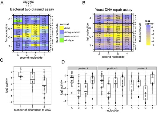 MegaTev nucleotide preference within the CNNNG cleavage motif. (A) The three nucleotides of the NNN triplet are labeled as 1, 2 and 3 from 5′ to 3′ within the CNNNG motif. Heat map of Tev169-xOnu activity on all 64 variants of the cleavage motif in the bacterial two-plasmid selection. The first nucleotide of the NNN triplet is plotted on the left axis, the second nucleotide of the NNN triplet on the bottom axis and the third nucleotide on the right axis. (B) Heat map of the activity of Tev169-xOnu on all 64-nucleotide variants in the yeast β-galactosidase repair assay. The values are normalized to the wild-type sequence (AAC) and plotted on a log2 scale. The heat map is labeled as in panel (A). (C) Boxplots depicting the log2 activity for NNN triplets that have 1, 2 or 3 nucleotide differences relative to the wild-type AAC sequence. For each boxplot, the upper and lower bounds of the boxes indicate the 25th and 75th percentile of the data, the solid horizontal bar indicates the median of the data and the ends of the whiskers represent 1.5 times the interquartile range. Individual data points are shown as open circles, and data points that lie outside of the interquartile range (outliers) are shown as black points. (D) Boxplots of the influence of nucleotide identity at each of the three positions within the NNN motif on activity relative to the wild-type AAC sequence. The boxplots are labeled as in panel (C).