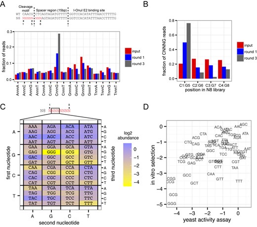 MegaTev selects for an appropriately spaced cleavage motif. (A) At top is a schematic of the TO15 substrate and N8-randomized library with the eight randomized positions colored in red. The randomized positions are labeled 1–8, with position 1 corresponding to the C of the CNNNG cleavage motif. Shown below is a bar graph showing the fraction of reads with each of the 16 possible dinucleotide combinations. (B) Bar graph showing the fraction of reads with the CNNNG cleavage motif at positions C1:G5, C2:G6, C3:G7 and C4:G8 for the input library and selection rounds 1 and 3. (C) Heat map plotted on a log2 scale showing abundance of all 64 CNNNG motifs after three rounds of selection with the Tev169-xOnu fusion. The first, second and third nucleotides correspond to the second, third and fourth nucleotides in the N8 library, respectively. (D) Correlation between the in vitro abundance from the selection experiments and in vivo activity in the yeast-based assay for each NNN triplet.