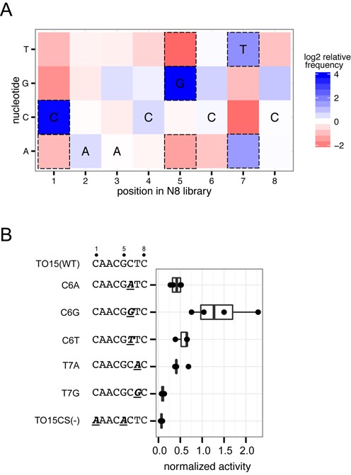 Nucleotide preference within the N8 randomized library. (A) Heat map for nucleotide enrichment after three rounds of selection with the Tev169-xOnu fusion. Dashed boxes represent enrichment values that are greater than two standard deviations away from the mean enrichment value for all positions. The wild-type sequence is indicated at each position. (B) Validation of nucleotide preferences within the N8-randomized region. Boxplot of Tev169-xOnu activity on TO15 substrates with point mutants indicated by underlined and italicized bold-type font. Activity is normalized to Tev169-xOnu on the TO15 substrate. Each mutant was assayed at least three times. Sequences are displayed on the left of the graph with the mutations in bold type and underlined.