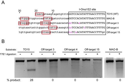 Surveyor assay for off-target cleavage. (A) Schematic showing the TO15, MAO-B and three off-target sites. The I-OnuI E2 site is boxed, with the nucleotide differences in pink lower case font, while the upstream sequences are in lower case black font. Numbering is relative to the 5′ end of the I-OnuI binding site. Potential CNNNG cleavage motifs are highlighted in red boxes. (B) T7 endonuclease I (T7EI) digests of PCR products corresponding to the indicated target sites amplified from HEK 293 cells transfected the dual active site MegaTev. The extent of T7EI cleavage is indicated below each lane.
