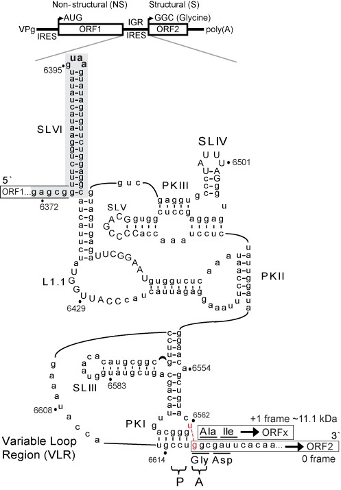 Secondary structure of the IAPV IGR IRES. (Top) Schematic organization of IAPV genome. Distinct IRES direct translation of nonstructural (ORF1) and structural (ORF2) polyproteins. (Bottom) Schematic of IAPV IGR IRES showing pseudoknots PKI, PKII and PKIII, stem loops SLIII, SLIV, SLV and SLVI (shaded gray) and loop L1.1. The UAA stop codon of ORF1 is shown in bold within the loop of SLVI. The overlapping +1 frame ORFx, within the 0 frame ORF2, is shown. Conserved nucleotides among type II IGR IRESs are in capital letters. The CCU triplet, in part, mediates PKI base pairing and occupies the P site, whereas the first codon of the 0 frame ORF2 is the adjacent GGC codon in the A site. Translation of the +1 frame ORFx is directed by a U6562/G6618 base pair adjacent to PKI (in red nucleotides). The start codon in the +1 frame is a GCG alanine codon.