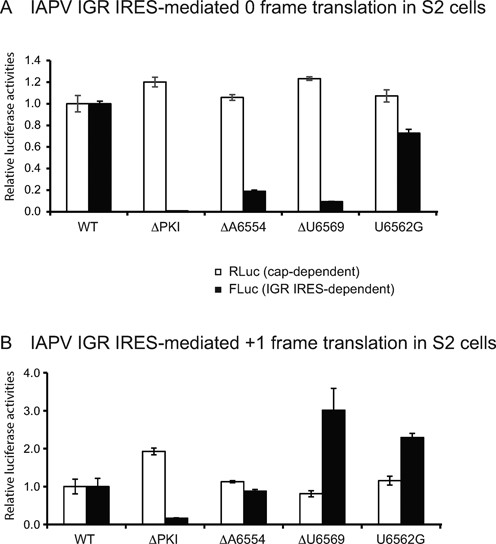 IAPV IGR IRES-mediated translation in Drosophila S2 cells. In vitro transcribed bicistronic reporter RNAs containing the wild-type or the indicated mutant IRESs that drive either (A) 0 frame or (B) +1 frame translation were transfected into Drosophila S2 cells. At 6 h after transfection, cells were harvested and lysed. Renilla (cap-dependent) and firefly (IRES-dependent) luciferase activities were measured and normalized to that of the wild-type IRES. The Fluc ORF was fused in the 0 or +1 frame to monitor IRES translation. Shown are averages from at least three independent experiments ± SD.