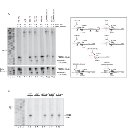 Toeprinting of IAPV IGR IRES/ribosome complexes. (A) (Left) Bicistronic RNAs containing wild-type or mutant IGR IRESs were incubated alone (lane 1) or with purified 80S subunits (lanes 2, 4, 6, 8, 10, 12, 14) or with purified 80S subunits, elongation factors eEF1A, eEF2 and bulk-aminoacyl-tRNAs (lanes 3, 5, 7, 9, 11, 13, 15). Cycloheximide is incubated with reactions to block elongation. Reactions were analyzed by primer extension analysis and separated by denaturing polyacrylamide gels. The gels were dried and exposed by autoradiography. The location of major toeprint at A6628 and the translocated toeprints are noted. Sequencing ladders for the wild-type (A) and mutant ΔPKI (B) IRESs are shown on the left, with their respective nucleotide numbers as indicated. (Right) A schematic of the wild-type and mutant IRESs and the location of the toeprints are shown. (B) Toeprints of purified ribosomes assembled on mutant IRESs ΔA6554, G6568C and ΔU6569. Representative gels are shown from at least three independent experiments.
