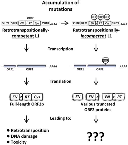Consequences of the expression of retrotranspositionally-incompetent L1 loci are unknown. Retrotranspositionally-competent L1 loci accumulate mutations over time, eventually rendering them unable to further retrotranspose. These now retrotranspositionally-incompetent L1 loci may still be actively expressed. Truncated L1 proteins may potentially be expressed from mutated loci that have acquired premature stop codons. It is unknown if such truncated proteins are stable and functional, or capable of causing genomic instability.