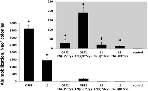 Full-length L1 and ORF2 sequences containing premature stop codons drive Alu mobilization in human cells. Alu retrotransposition assays were performed in HeLa cells, as previously described (15). Full-length L1, ORF2, or L1 and ORF2 constructs containing premature stop codons after the EN domain, or after the RT domain, were used to drive Alu retrotransposition. Control indicates cells transfected with an empty vector and the Alu retrotransposition reporter plasmid. The graph depicts the number of Alu retrotransposition events as represented by G418R colonies (Y-axis), and the inset panel shows the same data from the premature stop constructs on an enlarged scale. Asterisks indicate a statistically significant difference in Alu retrotransposition compared to the empty vector control (t-test, P ≤ 0.05).