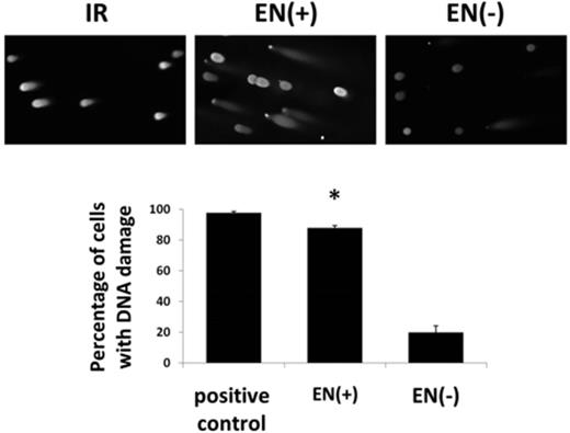 Visualization of DNA damage generated by expression of the L1 endonuclease domain in individual cells. Top, Representative images (100×) from neutral COMET assays in HeLa cells subjected to 5 Gy of ionizing radiation (IR) (left), or transfected with the functional EN(+) domain (middle), or non-functional EN(−) mutant (right). Bottom, Quantitation of the percentage of individual cells exhibiting DNA damage as indicated by the presence of a fragmented DNA ‘tail’ from three independent experiments. Asterisks indicate a statistically significant difference in the percentage of individual cells exhibiting DNA damage after expression of the endonuclease-functional EN(+) in comparison to the non-functional mutant EN(−) (t-test, P ≤ 0.01).
