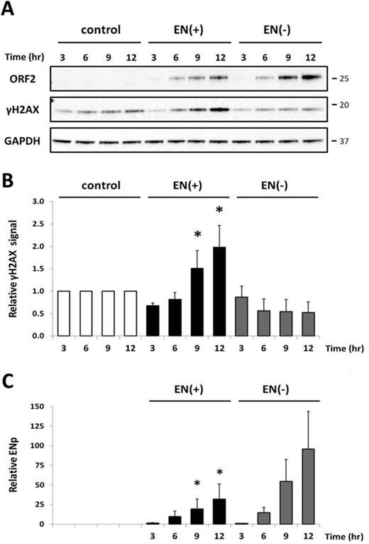 Detection of DNA damage is concurrent with expression of the L1 endonuclease domain. (A) Representative western blot analysis of 293 cells transiently transfected with the functional or non-functional endonuclease construct. Control lanes indicate cells transfected with an empty vector. Total protein was harvested at 3, 6, 9 or 12 h post-transfection as indicated. Endonuclease expression was detected with antibodies specific to the human L1 endonuclease domain (ORF2 panel), anti-γH2AX antibodies were used as an indication of DNA damage (γH2AX panel) and anti-GAPDH antibodies were used as a loading control (GAPDH panel). Molecular size markers are indicated on the right. (B) Relative levels of γH2AX in cells after expression of EN(+) or EN(−) were normalized to their respective GAPDH loading controls and then expressed as a proportion of the relative signal detected for the empty vector control per time point. Quantitation is from three independent experiments. Asterisks indicate a statistically significant difference between the truncated protein and the empty vector control per time point (t-test, P ≤ 0.05). (C) Relative levels of EN(+) or EN(−) were normalized to their respective GAPDH loading controls and then expressed as a proportion of the relative signal detected for EN(−) at 3 h. Quantitation is from three independent experiments. Asterisks indicate a statistically significant difference between the truncated protein and EN(−) at 3 h (t-test, P ≤ 0.05).