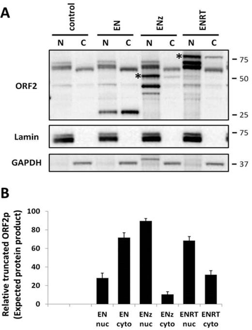 Cellular localization of truncated ORF2 proteins expressed in human cells. (A) Representative western blot analysis of nuclear and cytoplasmic fractions from 293 cells transiently transfected with the indicated truncated ORF2 expression plasmid. ORF2 panel, Truncated ORF2 proteins were detected with antibodies specific to the human L1 endonuclease domain; Lamin panel, anti-Lamin A/C antibodies were used as a cellular fractionation control (nuclear); GAPDH panel, anti-GAPDH antibodies were used as a cellular fractionation control (cytoplasmic). Asterisks indicate band of expected molecular weight. Control lanes indicate cells transfected with an empty vector. Molecular size markers are indicated on the right. (B) Relative levels of the expected-sized proteins expressed from the truncated ORF2 constructs were normalized to their respective Lamin and GAPDH loading controls, and expressed as a percentage. Quantitation is from three independent experiments.
