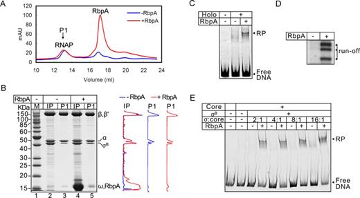 RbpA stabilizes the σB-RNAP holoenzyme. (A) Superose-6 elution profile of the σB-RNAP holoenzyme assembled in the presence or absence of RbpA. P1 indicates the peak corresponding to the RNAP core and holoenzyme. (B) SDS-PAGE of the RNAP holoenzyme that was assembled in the presence (lanes 4 and 5) or absence of RbpA (lanes 2 and 3) and fractionated on a Superose-6 column as shown in panel A. Samples of the input (IP) before fractionation and of the pooled peak fractions (P1) are shown. Profiles on the right show the scan of lanes 2 and 3 (black) and 4 and 5 (gray). (C) Effects of RbpA on promoter complex formation by the pre-assembled σB-RNAP (from the panel B, lane 3). (D) Run-off RNA products that were synthesized by the pre-assembled σB-RNAP in a single round of transcription from the sigAP promoter DNA. (E) EMSA of the σB-RNAP complexes with the sigAP promoter formed in the presence of increasing concentrations of σB (0.4, 0.8, 1.6, 3.2 μM). RbpA (800 nM) was added where indicated.