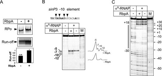 RbpA is dispensable for RPo formation at the sinP3 promoter. (A) Formation of the complexes between σB-RNAP and the sinP3 promoter in the presence or absence of RbpA was tested by EMSA (‘RPo’ panel) and a multiple-round transcription assay (‘run-off’ panel). Quantification of the run-off RNA products is presented as a bar graph below the panel. Values were normalized to the signal obtained in the presence of RbpA. (B) KMnO4 probing and (C) DNase I footprinting of the sinP3 promoter complexes formed by σB-RNAP. Promoter DNA was labeled on the non-template strand. DNA sequence of the open region of the sinP3 promoter is shown at the top of the panel B. The -10 promoter element is indicated in bold, and the transcription start site base is in bold italic. The thymines of the non-template DNA strand that were accessible to KMnO4 are indicated by triangles. M: A+G sequencing marker. The promoter region that was protected from DNase I by RNAP is indicated by a gray box on the left side of the panel C.