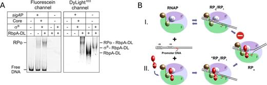RbpA remains bound to RNAP in the promoter complex. (A) EMSA of the complexes between σB-RNAP and sigAP promoter DNA that were performed either in the absence or presence of 800 nM of DyLight633-labeled RbpA (RbpA-DL). The gel was scanned either at an emission wavelength of 526 nm to detect the DNA fragment (fluorescein channel) or at 670 nm to detect RbpA (DyLight633 channel). (B) A model of the RbpA action. RNAP is presented schematically as a light blue ellipse with the β subunit in green, the β′ subunit in violet. The σ subunit domains 4 (brown), 3 (green) and 2 (blue) are represented as ellipsoids. RbpA is shown by two red ellipsoids representing two structural domains of the protein (20). The sigAP promoter DNA is represented by black lines with the sequences of the -10 and -35 elements in boxes. Transcription start site (+1) is indicated by arrow.