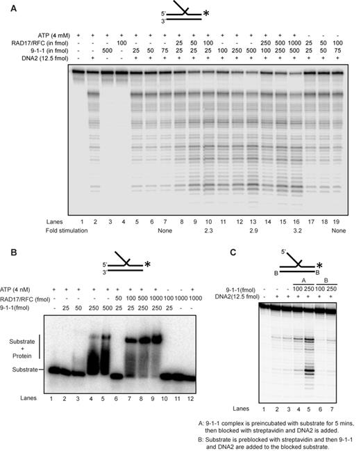 Human 9-1-1 complex loads onto DNA to stimulate nuclease activity. (A) DNA2 cleavage activity on a 5′ flap substrate in the presence of 9-1-1 and RAD17/RFC. (B) Binding efficiency of 9-1-1 (low and high concentration) in the presence of the clamp loader RAD17/RFC on a 5′ flap substrate. (C) DNA2 nuclease activity in the presence of the 9-1-1 complex on a substrate containing blocked template ends and free 5′ flap. Substrates used for each panel of experiment are depicted on the top of the gel with the asterisk indicating the site of the 32P label.