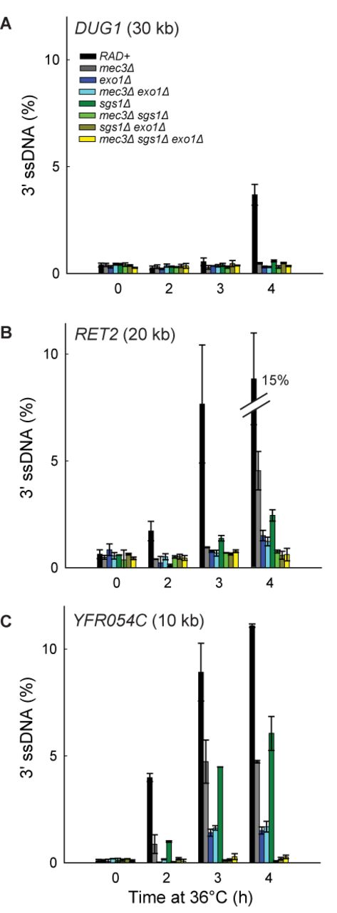 The 9-1-1 complex promotes Exo1-dependent resection. (A–C) Analyses of 3′ssDNA accumulation following telomere uncapping in strains lacking Mec3, Sgs1 and/or Exo1 (all in cdc13-1 cdc15-2 bar1 background).The data and error bars are the means and standard deviations from individual samples measured in triplicate, except RAD+ and mec3Δ strains, where the data and error bars plotted are means and standard deviations from two independent strains.